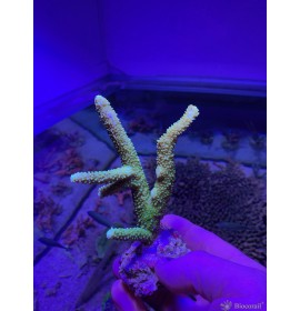 Acropora n°1 photo individuelle