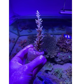 Acropora n°2 photo individuelle