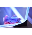 Cuve BETTA Cube 20 + couvercle - 25x25x30cm AQUAVIE