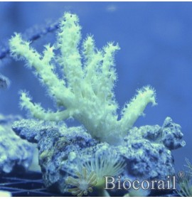 Sinularia asterolobata vert néon premium