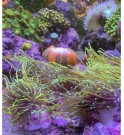 Euphyllia glabrescens pointes jaunes taille L