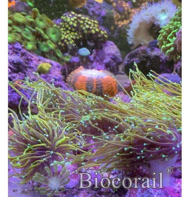 Euphyllia glabrescens pointes jaunes taille L Euphyllia glabrescens pointes jaunes taille L