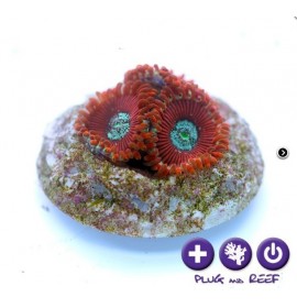 Zoanthus sp. - Red Magician -