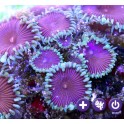 Protopalythoa sp. - Purple death -