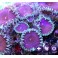 Protopalythoa sp. - Purple death -