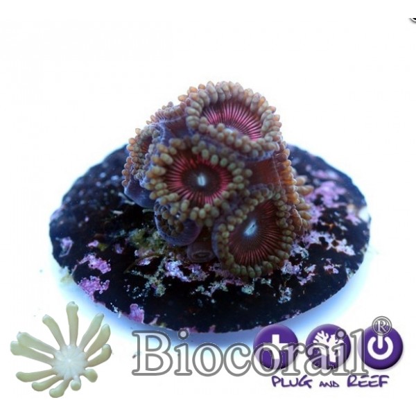 Zoanthus sp. - Alien Explosion - Zoanthus sp. - Alien Explosion -