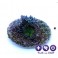Zoanthus sp. - Green Stardust -