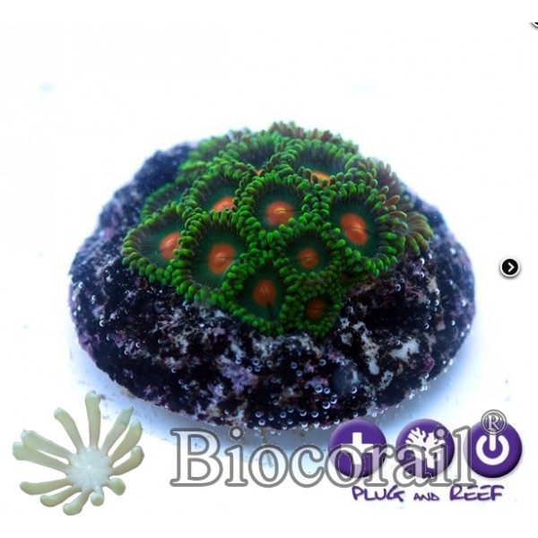 Zoanthus sp. - Oregon duck -