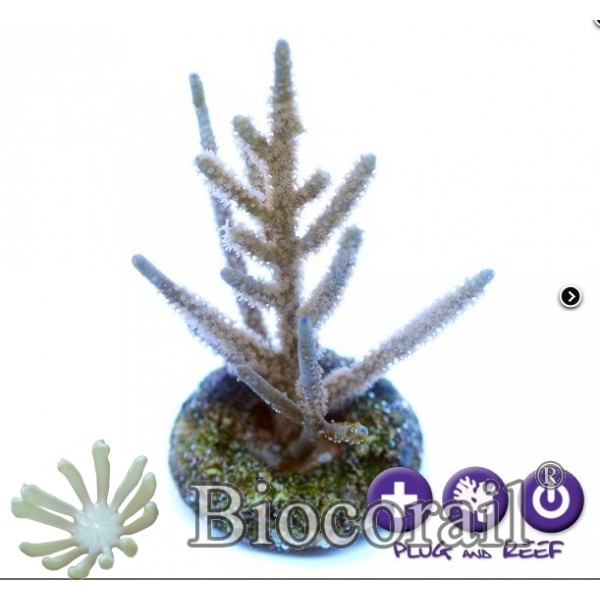 Pseudopterogorgia bipinnata