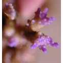 Acropora rose taille S