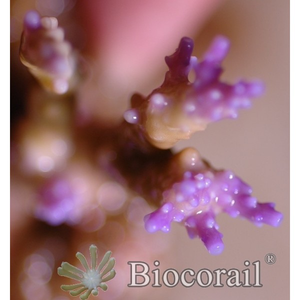 Acropora rose taille M Acropora rose taille M