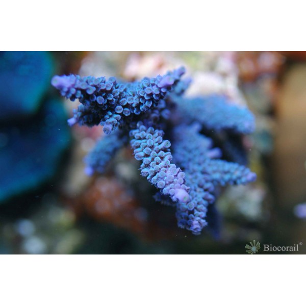 Acropora bleu marine intense taille S Acropora bleu marine intense taille S