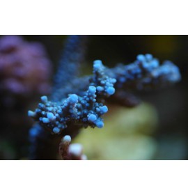 Acropora bleu lavande taille M