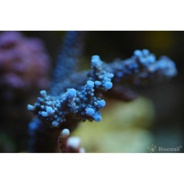 Acropora bleu lavande taille M