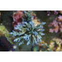 Acropora bleu lavande taille M