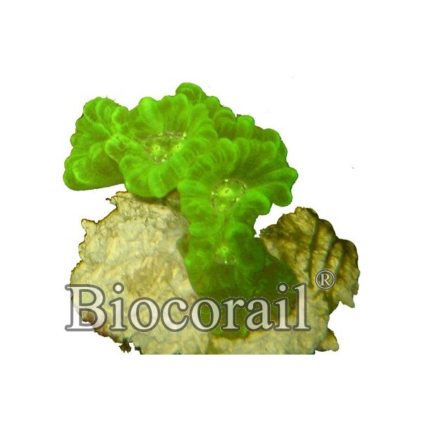Caulastrea furcata jaune vert