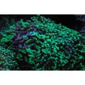 Euphyllia paraancora pointes verte et rosé