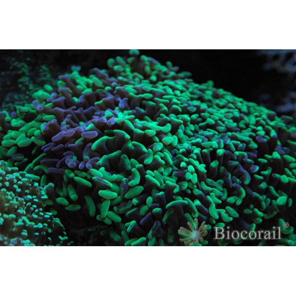 Euphyllia paraancora pointes verte et rosé Euphyllia paraancora pointes verte et rosé