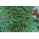 Euphyllia yaeamensis pointes jaunes