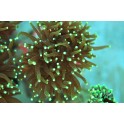 Euphyllia glabrescens pointes jaunes taille L