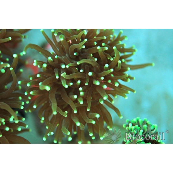 Euphyllia glabrescens pointes jaunes taille L Euphyllia glabrescens pointes jaunes taille L