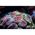 Lobophyllia orange deux couleurs taille S- M