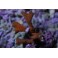 Montipora plateau violet polypes bleu taille S