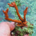 Montipora digitata orange rouge taille M