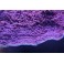 Montipora plateau violet polypes bleu taille M