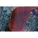 Montipora plateau rouge taille S