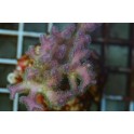 Pocillopora damicornis taille S