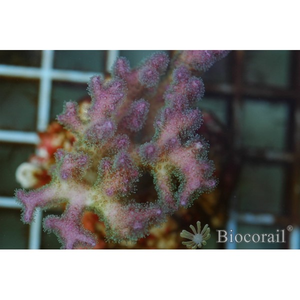 Pocillopora damicornis taille M