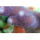 stylophora pistillata violet bonbon taille M