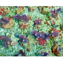 Stylophora pistillata violet taille S
