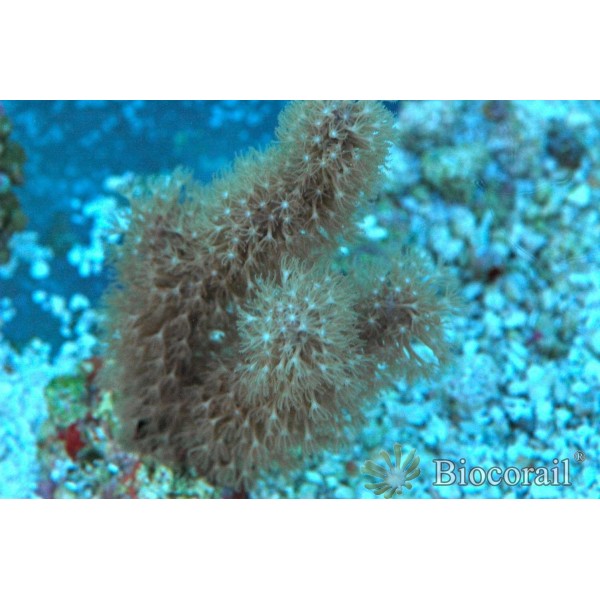 Gorgone pseudoplexaura Gorgone pseudoplexaura