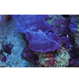 Eponge bleue violette symbiotique taille M