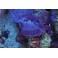 Eponge bleue violette symbiotique taille M