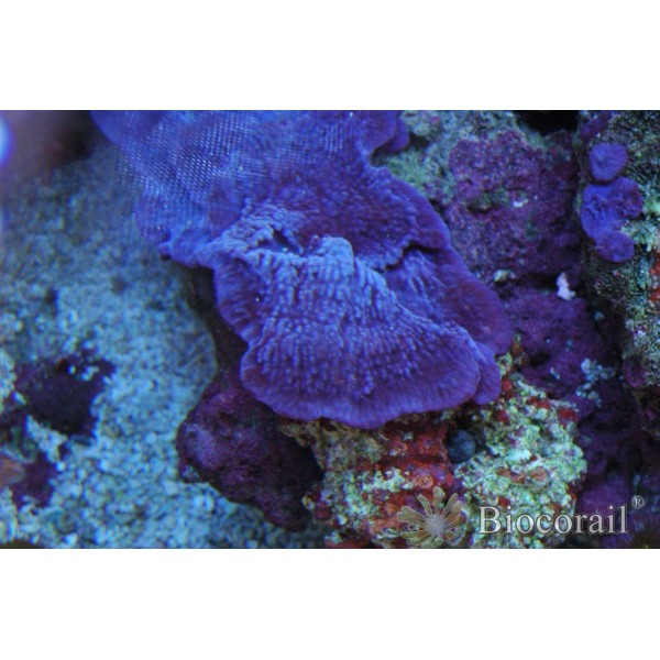 Eponge bleue violette symbiotique taille M