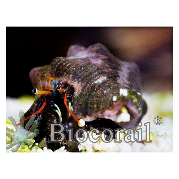 Calcinus tibicen – M Calcinus tibicen – M