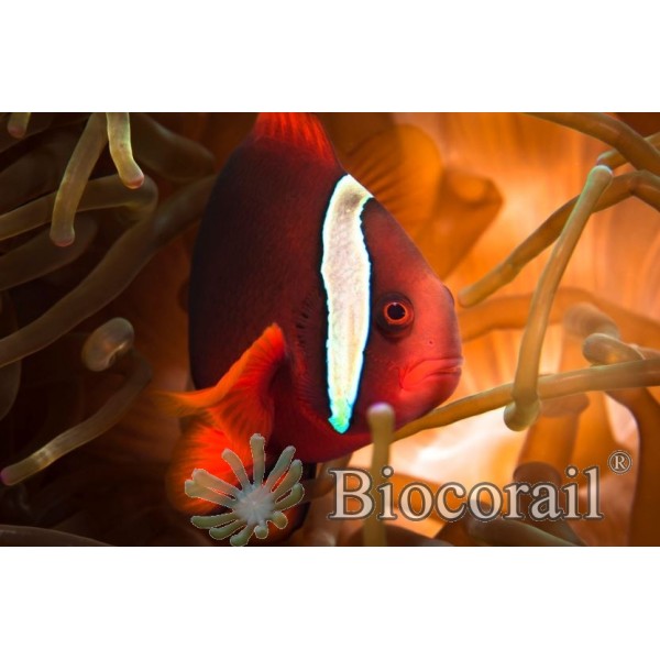 Amphiprion frenatus – S Amphiprion frenatus – S