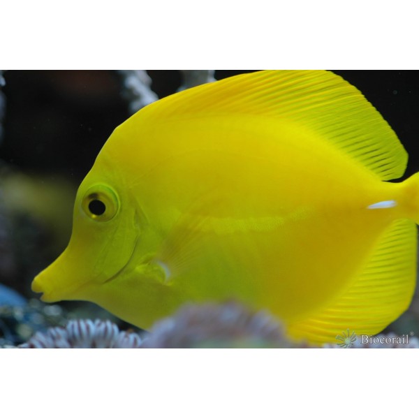 Zebrasoma flavescens - S Zebrasoma flavescens - S