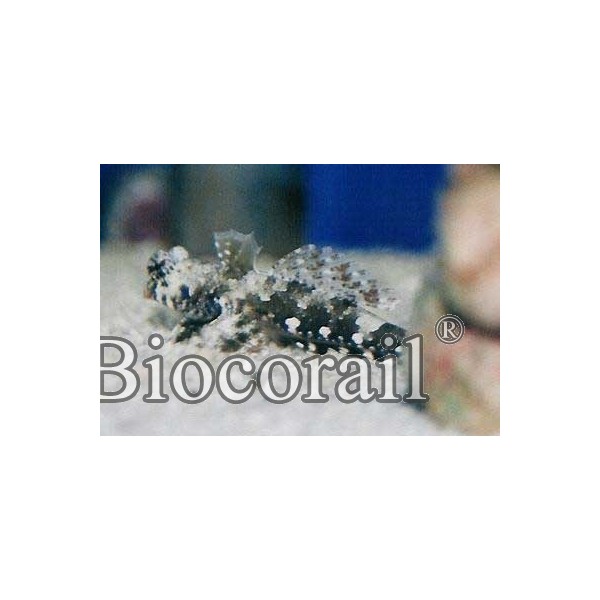 Synchiropus ocellatus – S Synchiropus ocellatus – S