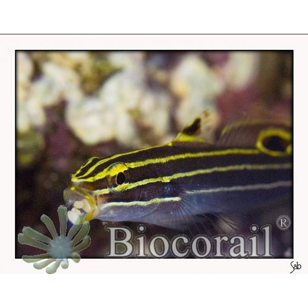 Koumansetta hectori (ex Amblygobius) - L Koumansetta hectori (ex Amblygobius) - L