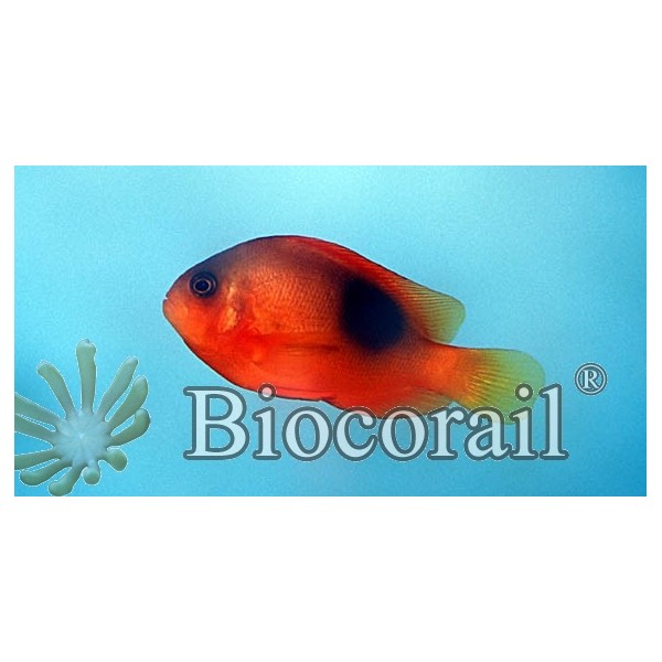 Amphiprion ephippium – S Amphiprion ephippium – S