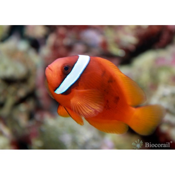 Amphiprion frenatus – M Amphiprion frenatus – M