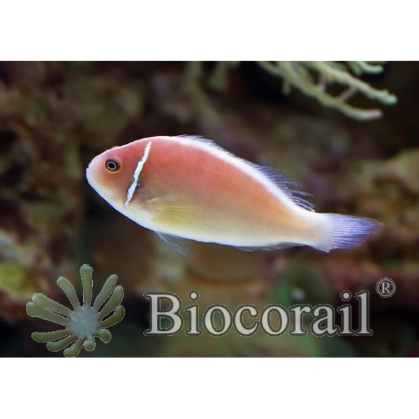 Amphiprion perideraion – M Amphiprion perideraion – M