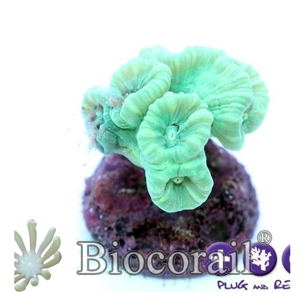 Caulastrea furcata Caulastrea furcata