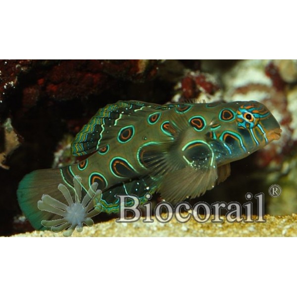 Synchiropus picturatus – M Synchiropus picturatus – M