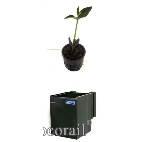 Mangrove box TUNZE 3178 - Biocorail