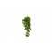 Croton plant 40 cm - KOMODO
